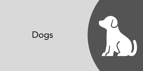 dogs and pets on buses